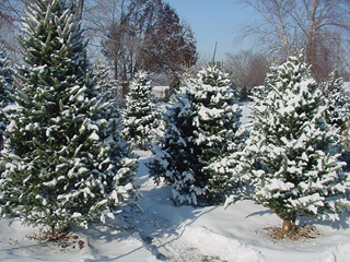christmas trees
